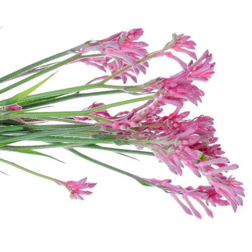 Kangeroo rosa Radiance 60cm