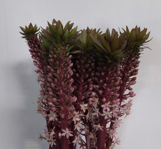 Eucomis lila 85cm