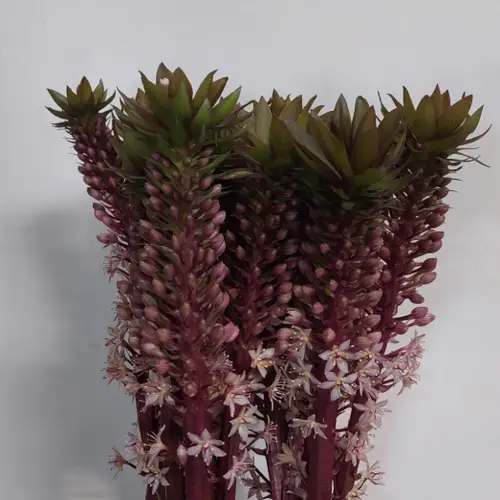Eucomis lila 85cm