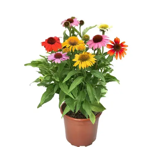 Echinacea trio Blaze T17 H050