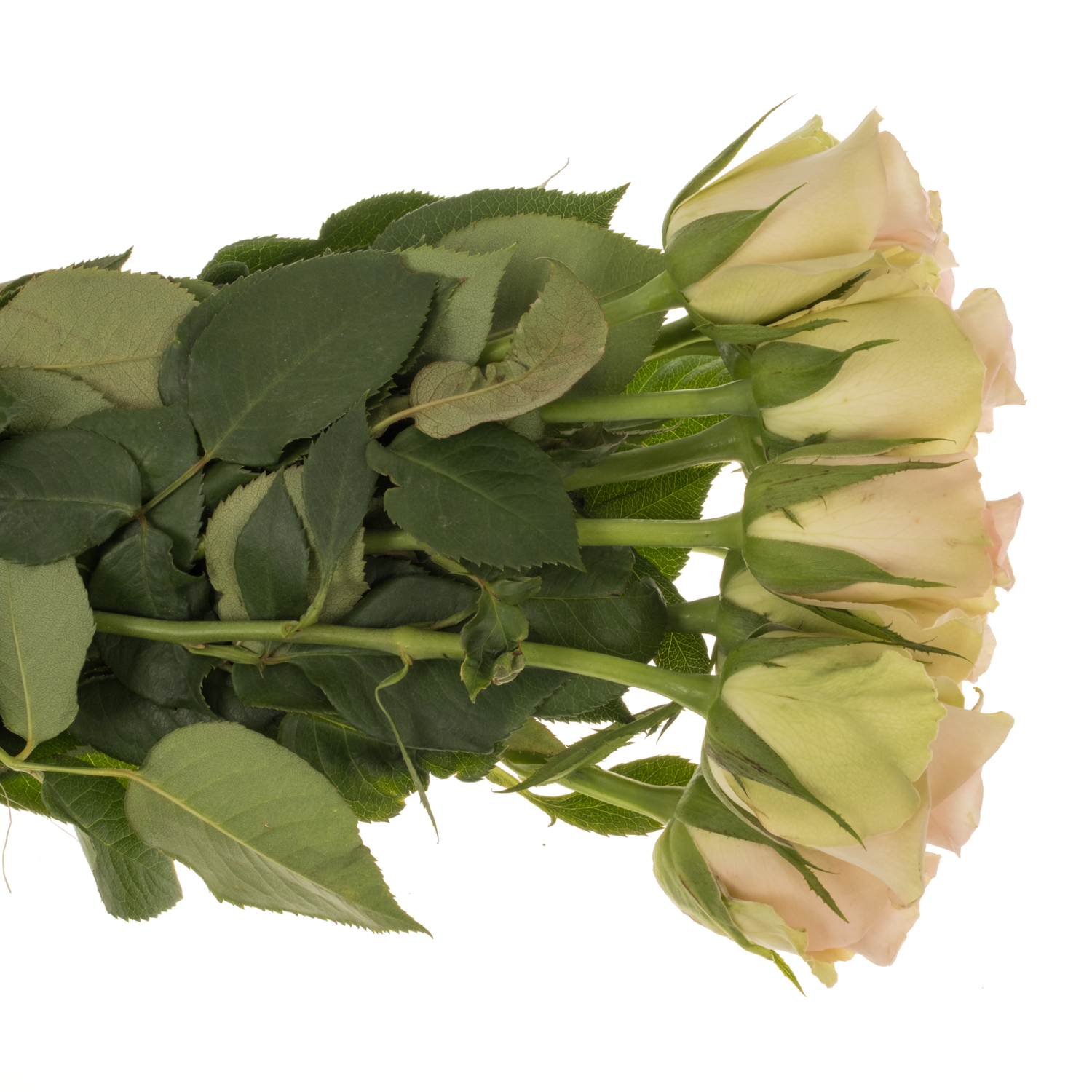 Rose hell rosa/hell grün Trivia 40cm