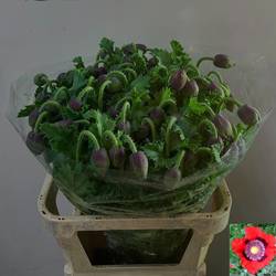 Mohn blühend hell grün 80cm