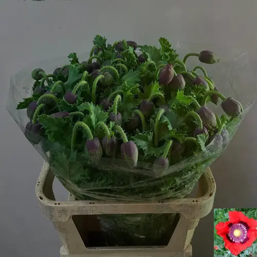 Klatschmohn weinrot bordeaux 80cm