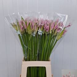 Nerine hell rosa Berenice 70cm