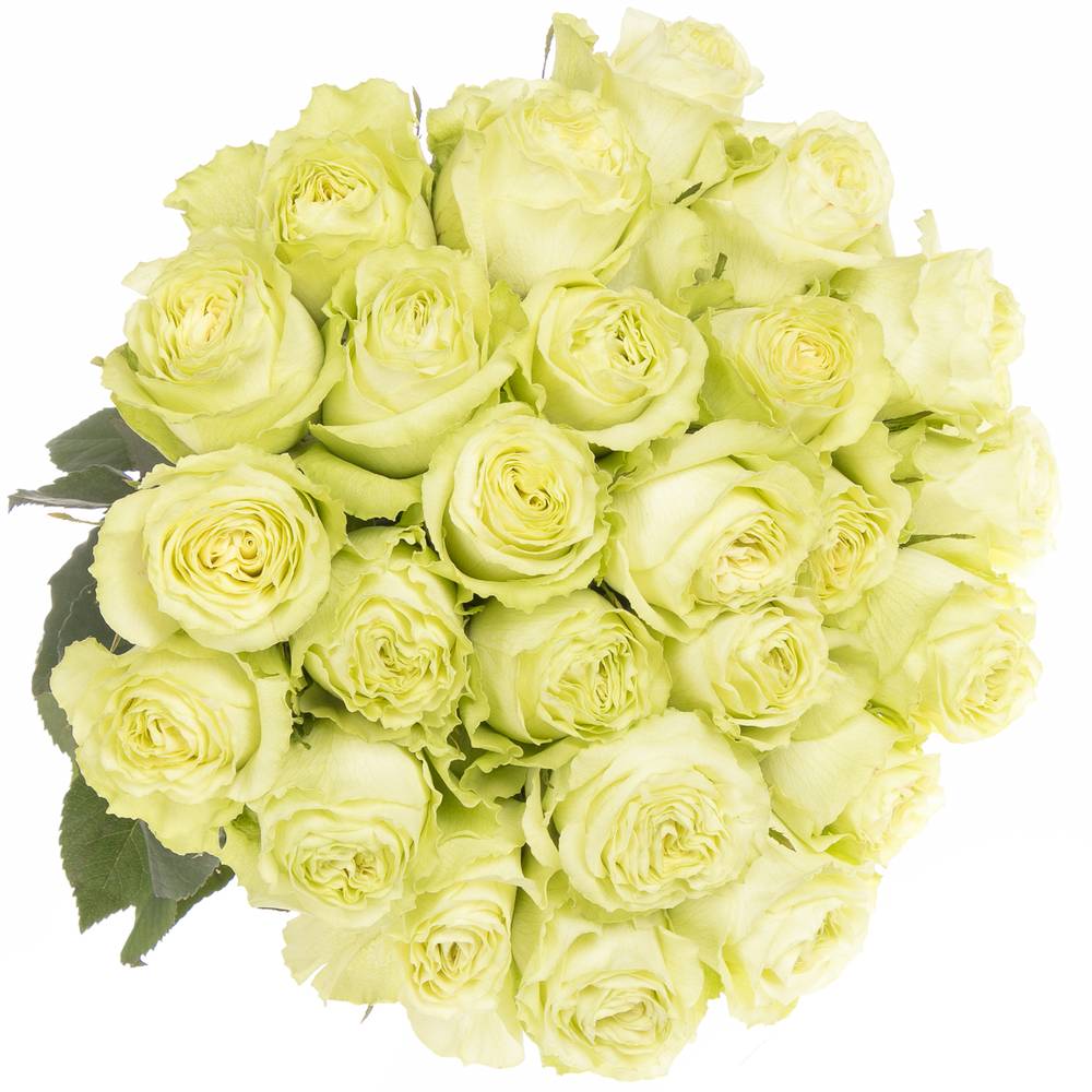 Rose hell grün Lemonade (Ec) 80cm