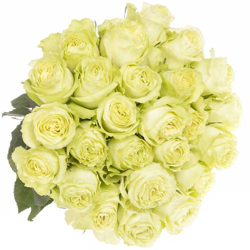 Rose hell grün Lemonade (Ec) 80cm