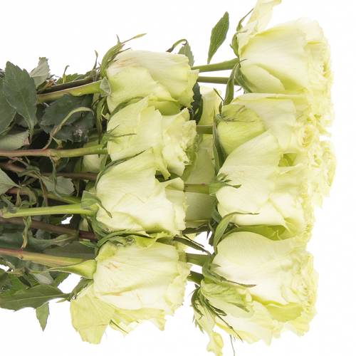 Rose hell grün Lemonade (Ec) 80cm
