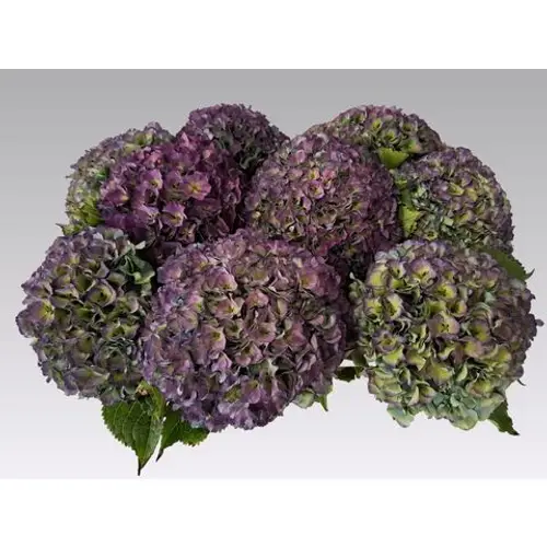 Hortensie lila/grün Royal Parade classic Bol 24cm 90cm