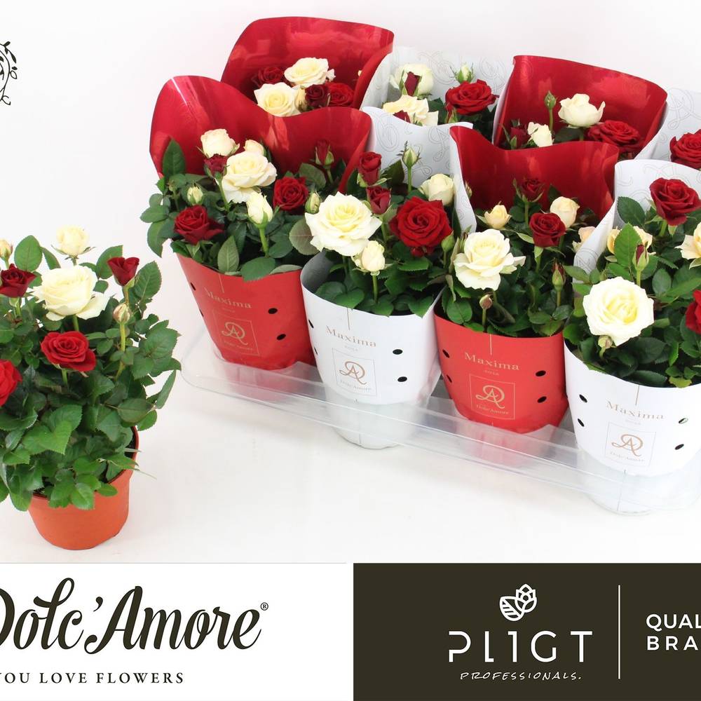 Rosa rot/weiss T14 H030