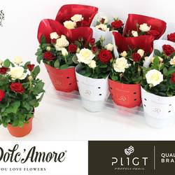 Rosa rot/weiss T14 H030