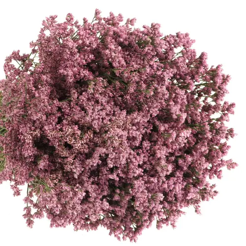 Limonium rosa Silvery pink 70cm