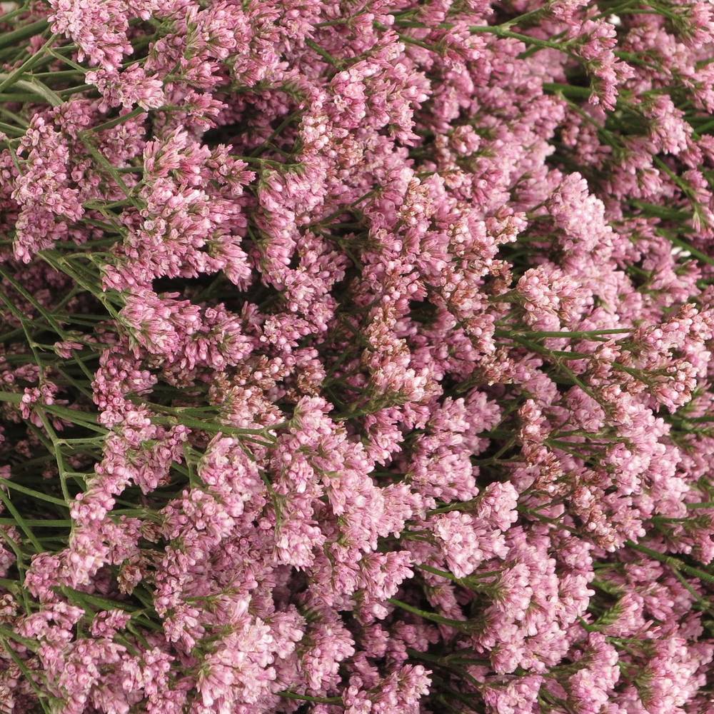 Limonium rosa Silvery pink 70cm