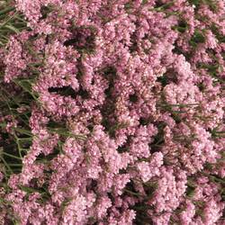 Limonium rosa Silvery pink 70cm