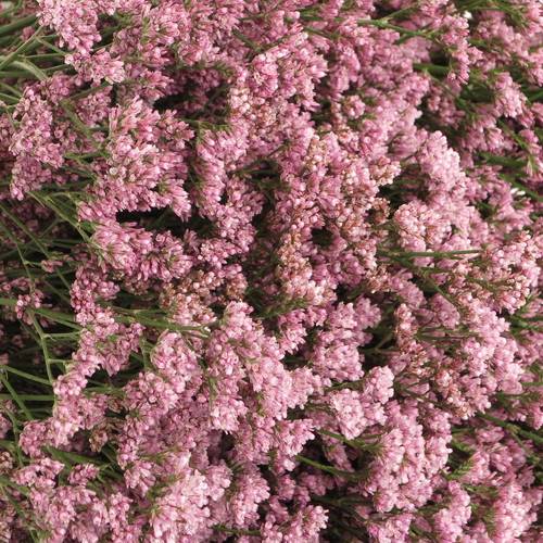Limonium rosa Silvery pink 70cm