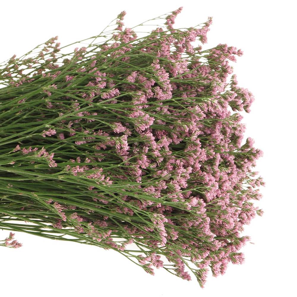 Limonium rosa Silvery pink 70cm