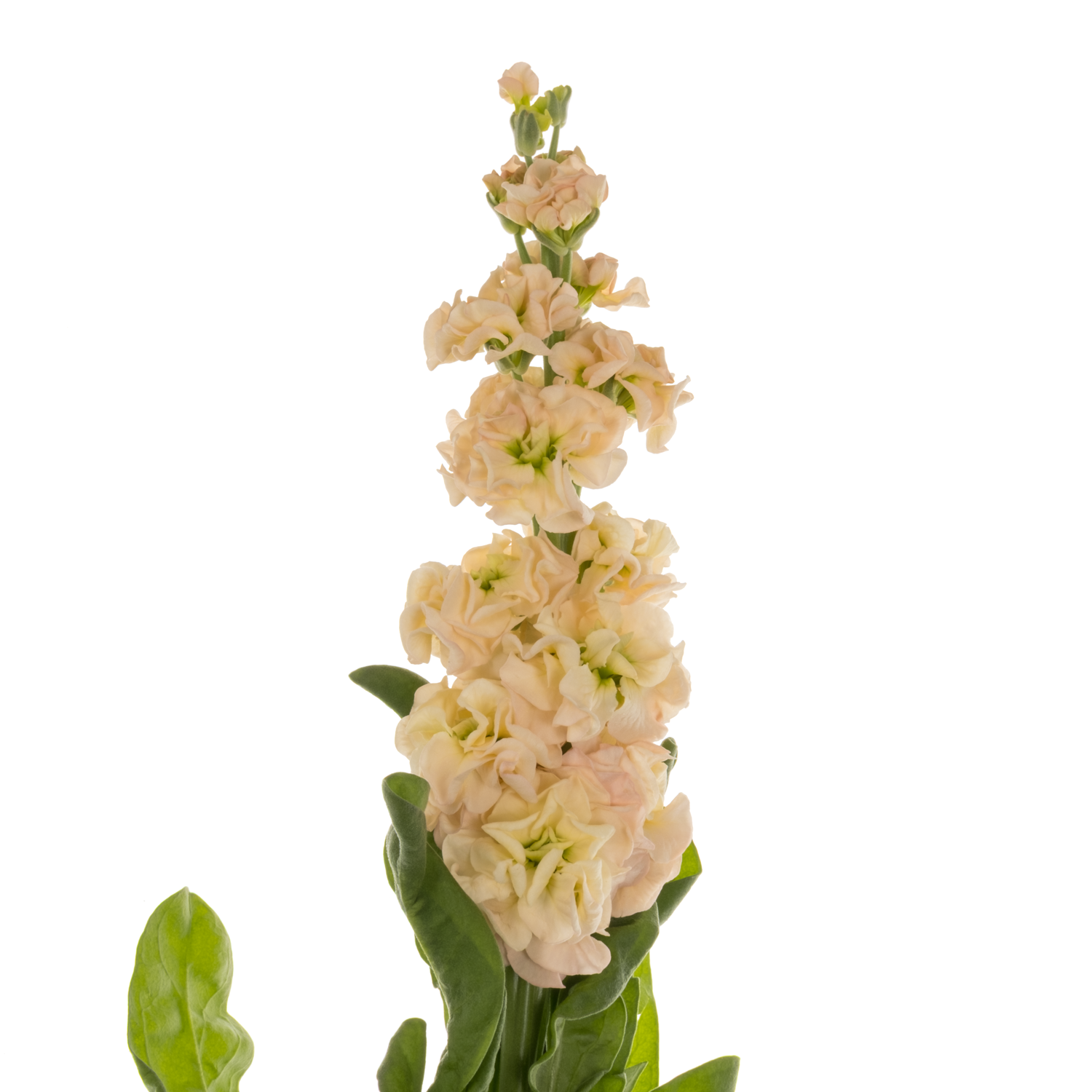 Levkoje lachs Impala Apricot 60cm