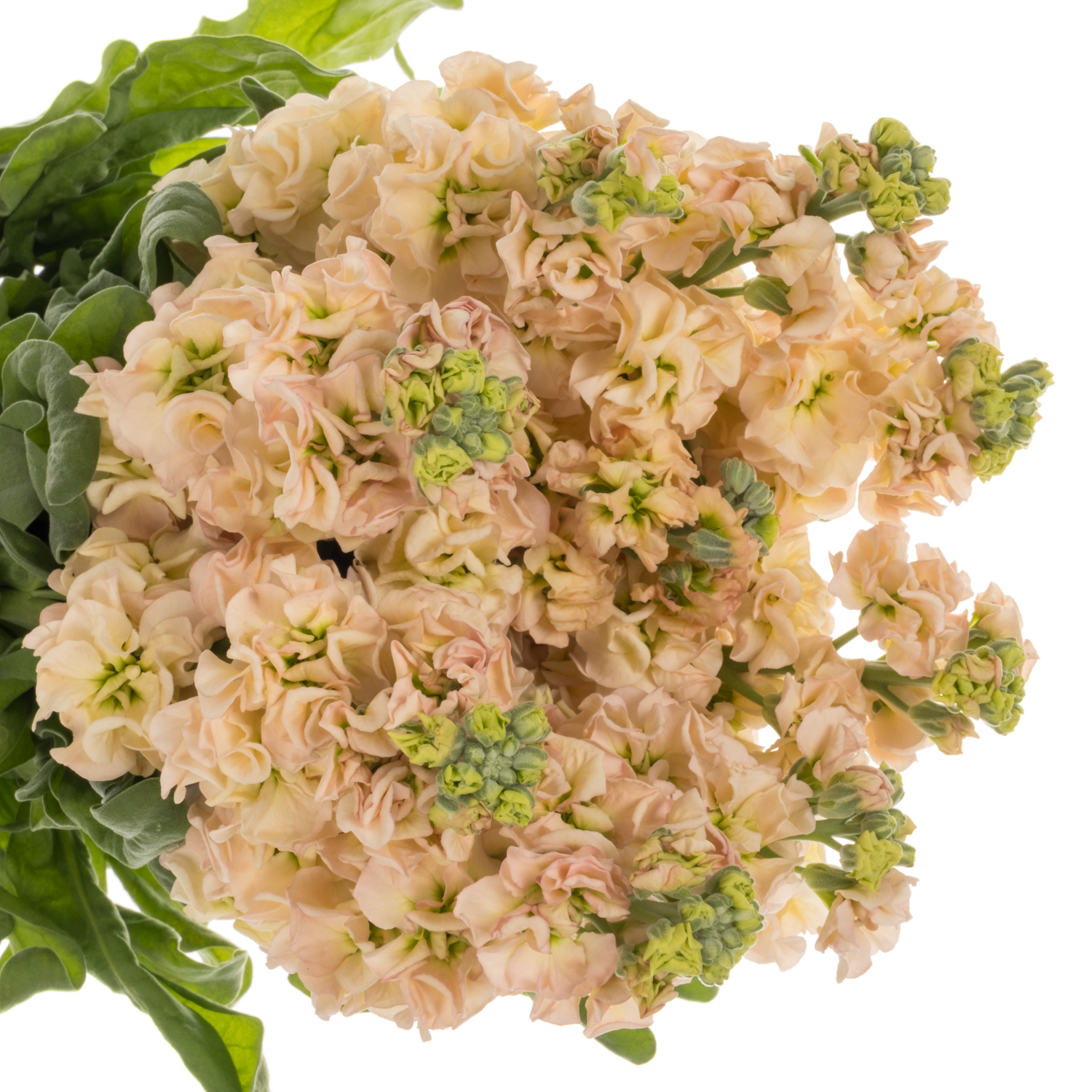 Levkoje lachs Impala Apricot 60cm