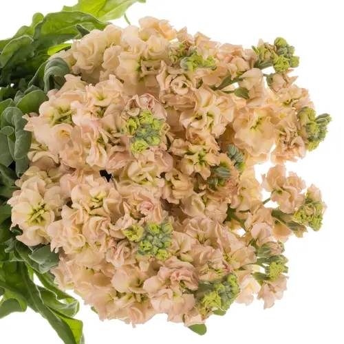 Levkoje lachs Impala Apricot 60cm