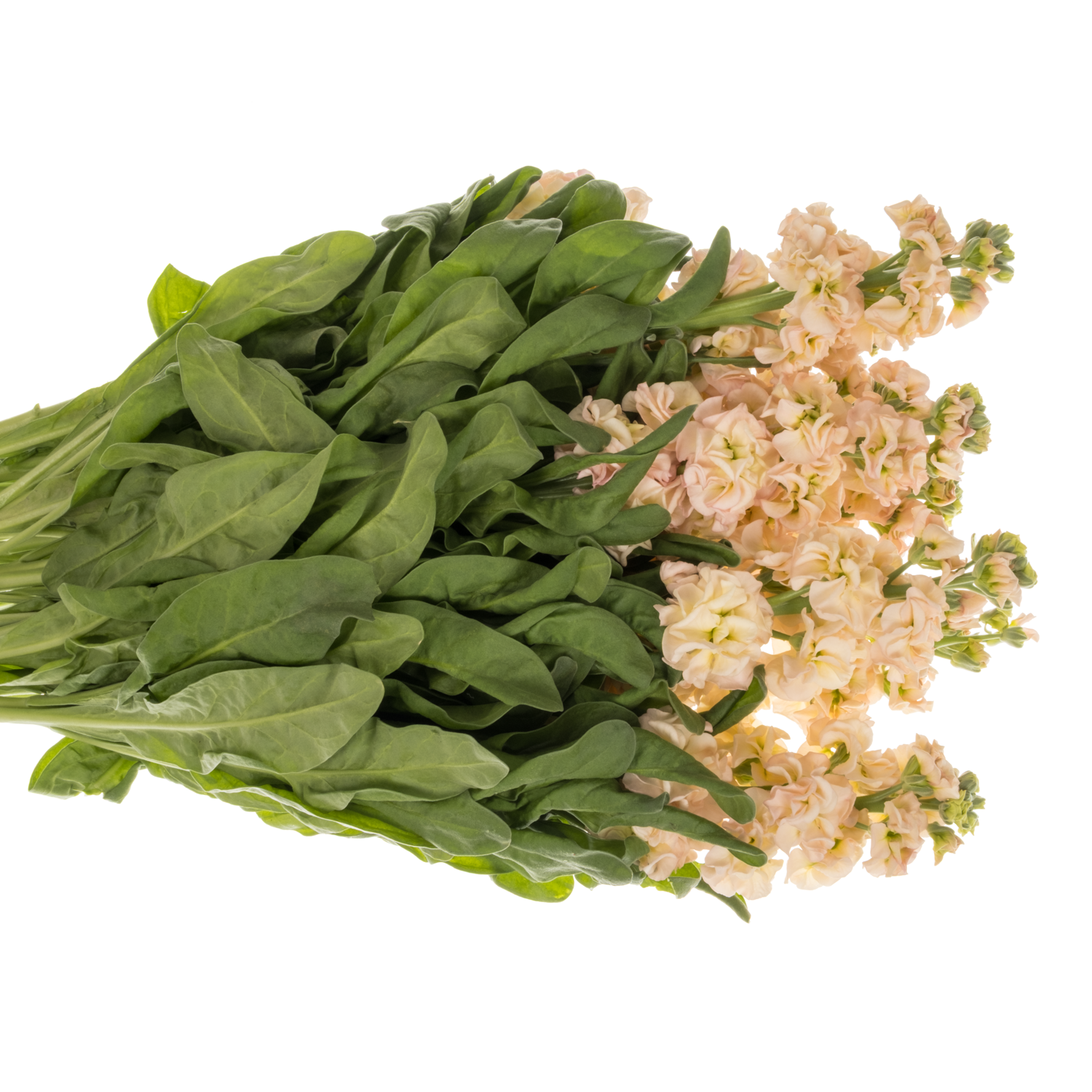 Levkoje lachs Impala Apricot 60cm