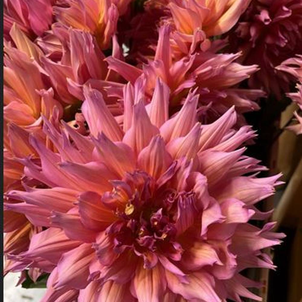 Dahlia rosa / apricot Omega 50cm