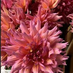 Dahlia rosa / apricot Omega 50cm
