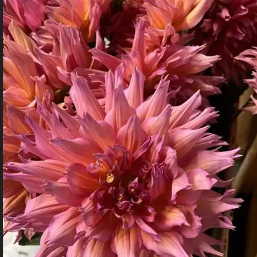 Dahlia rosa / apricot Omega 50cm