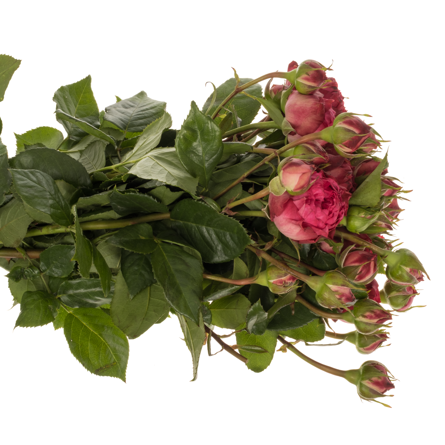 Rose Freiland dunkel rosa Freiland Alibi 2+Blüte 40cm