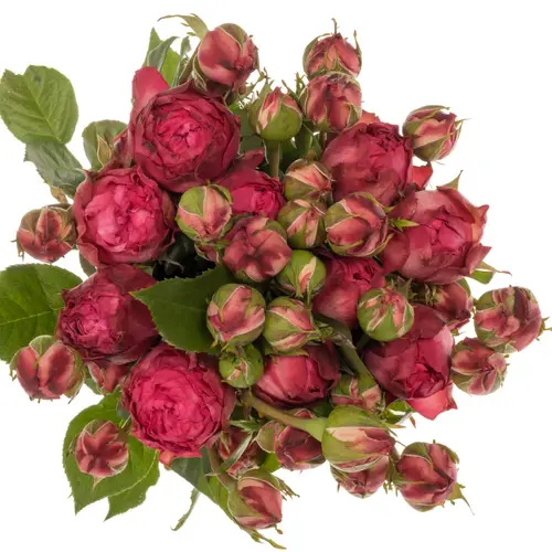 Rose Freiland dunkel rosa Freiland Alibi 2+Blüte 40cm
