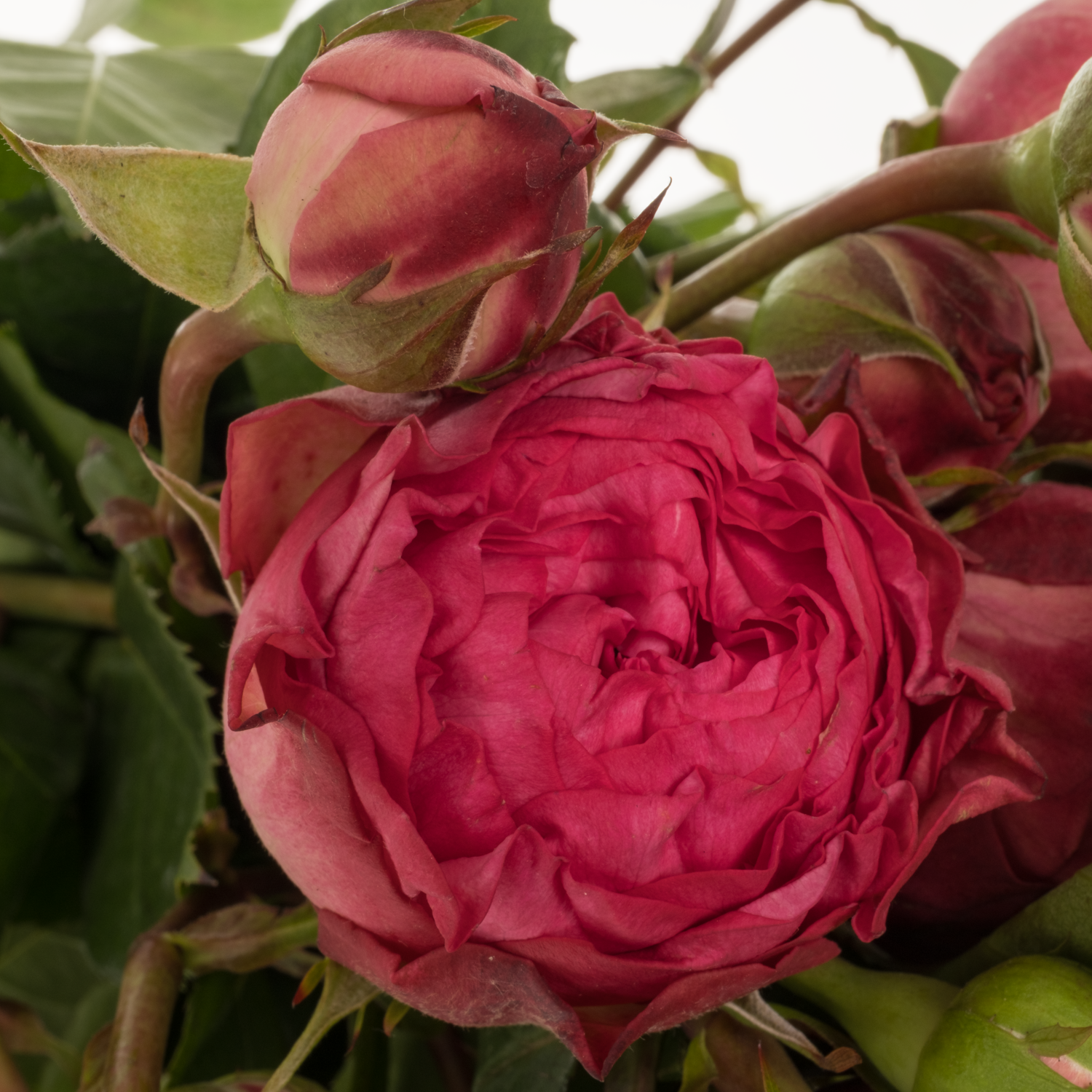 Rose Freiland dunkel rosa Freiland Alibi 2+Blüte 40cm