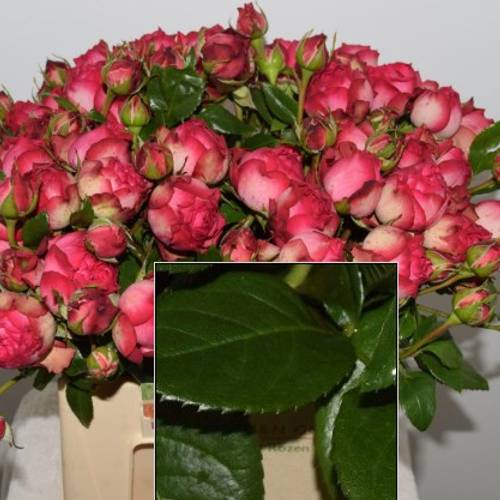 Rose rosa Freiland Alibi 40cm 2+Blüte