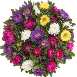 Aster mix Rutten Deutschland 40cm Ex
