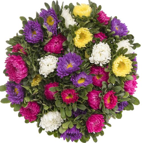Aster mix Rutten Deutschland 40cm Ex