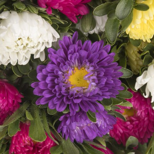 Aster mix Rutten Deutschland 40cm Ex