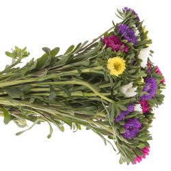 Aster mix Rutten Deutschland 40cm Ex