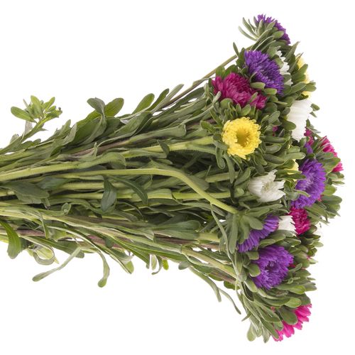 Aster mix Rutten Deutschland 40cm Ex