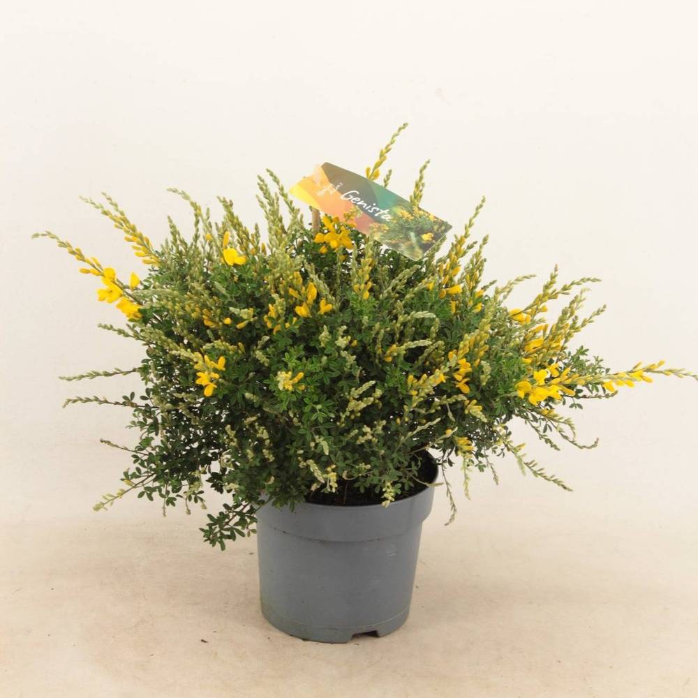 Cytisus gelb Strauch T15 H35