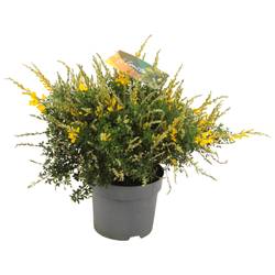 Cytisus gelb Strauch T15 H35