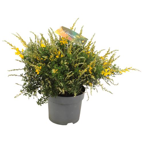 Cytisus gelb Strauch T15 H35