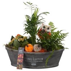 Chamaed.Arr PTHI5464 Herbst T32 H034