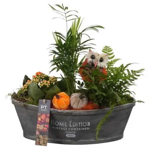 Chamaed.Arr PTHI5464 Herbst T32 H034