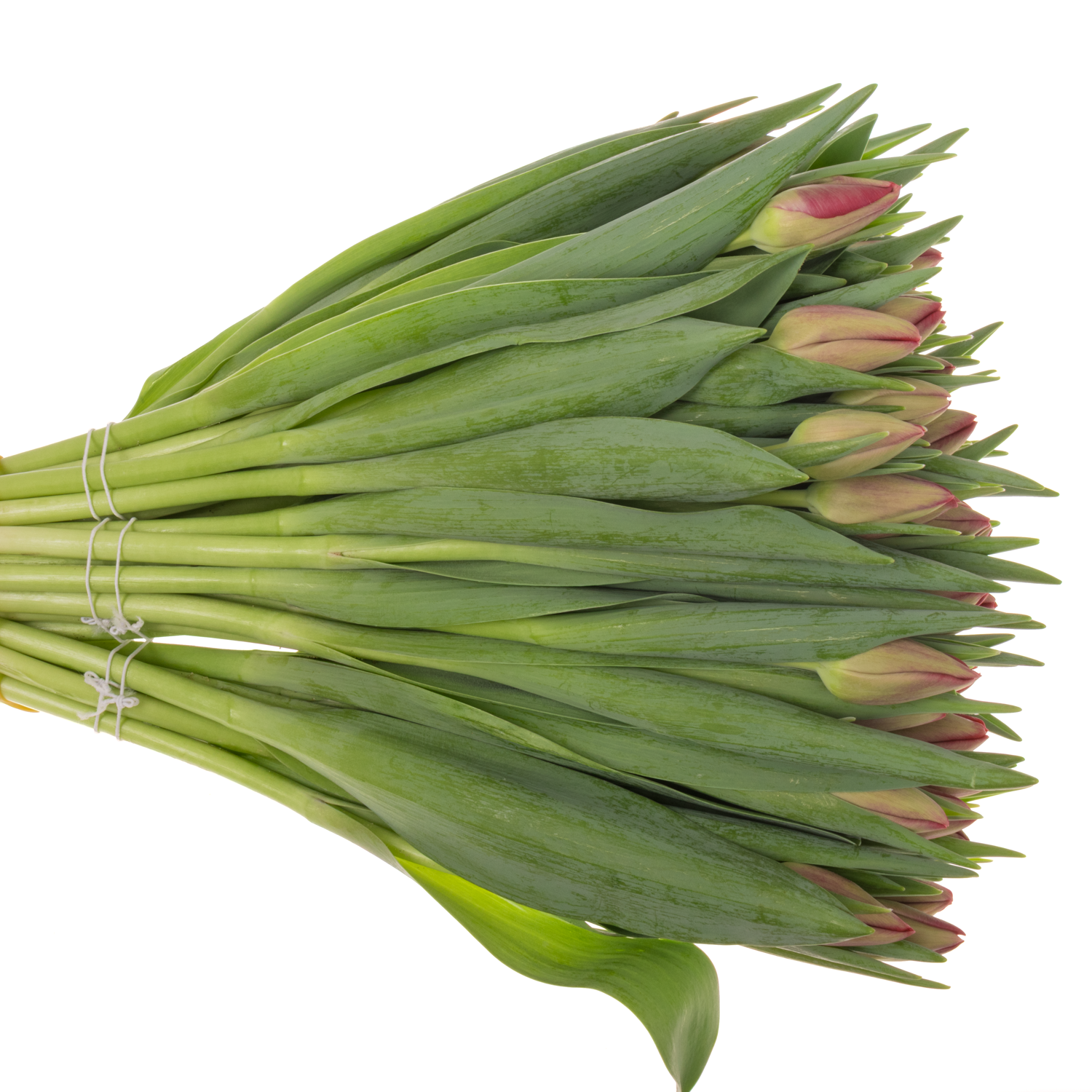 Tulpe rosa Assisi bakkum 36 Gramm