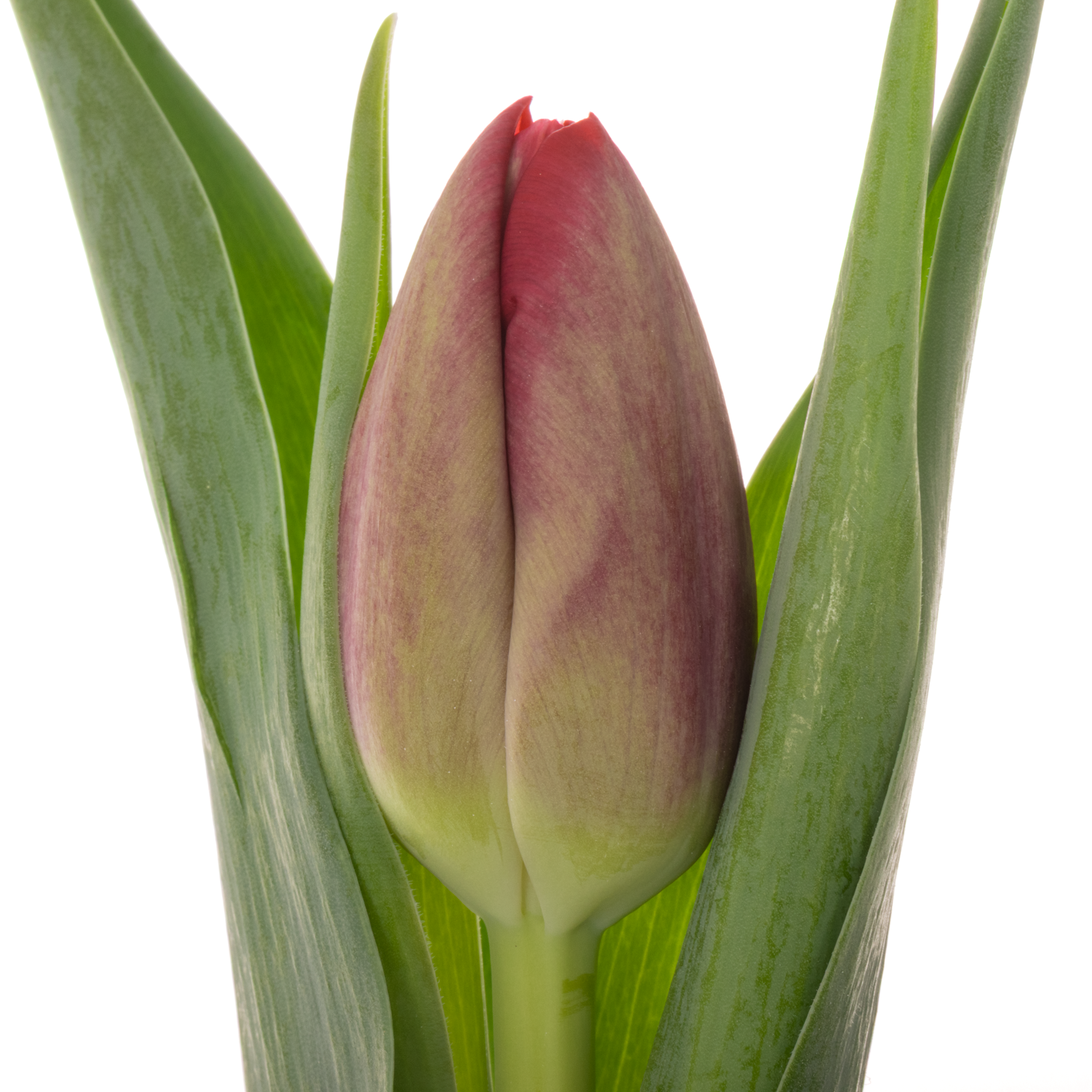 Tulpe rosa Assisi bakkum 36 Gramm