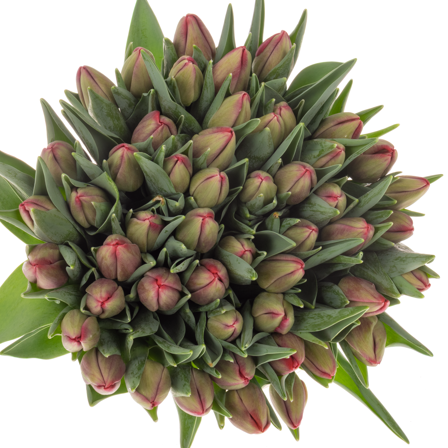 Tulpe rosa Assisi bakkum 36 Gramm