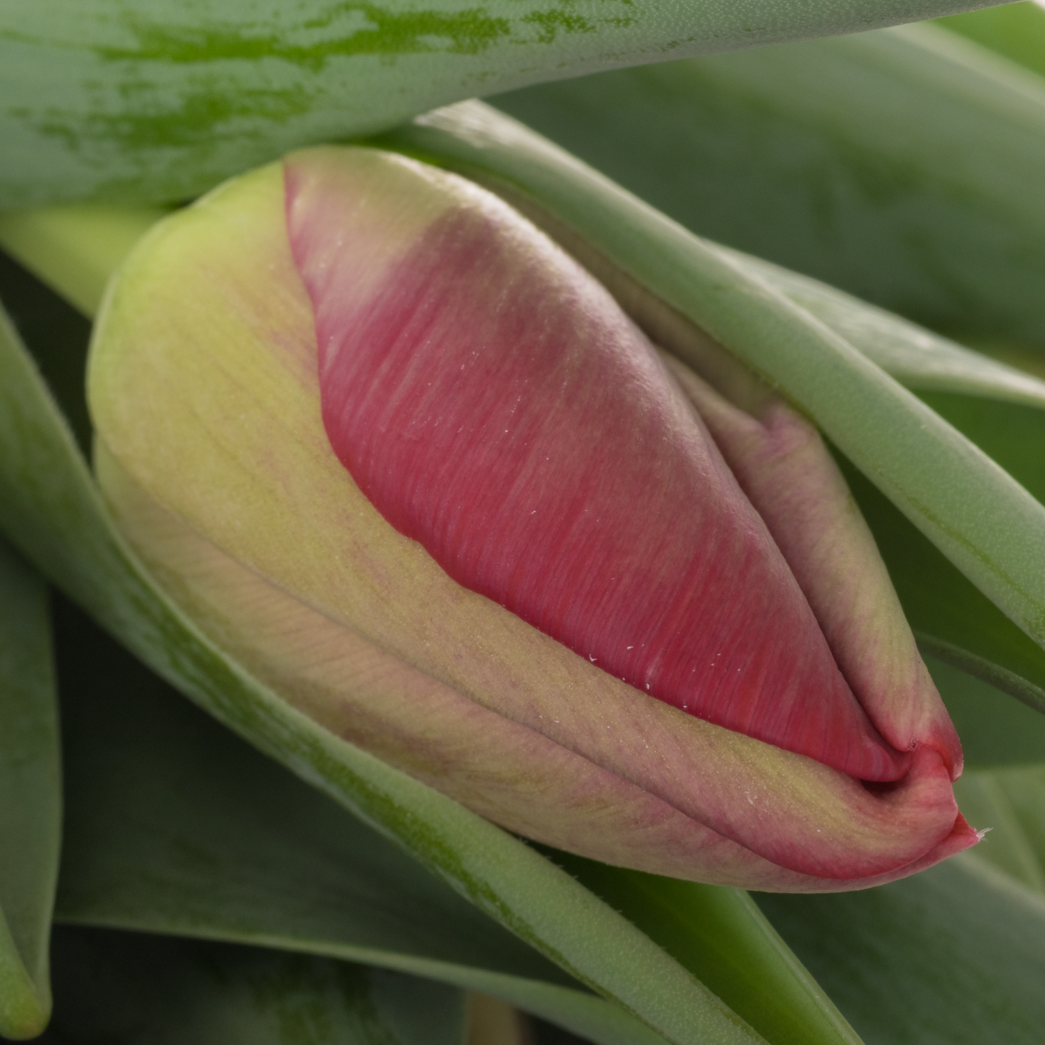 Tulpe rosa Assisi bakkum 36 Gramm