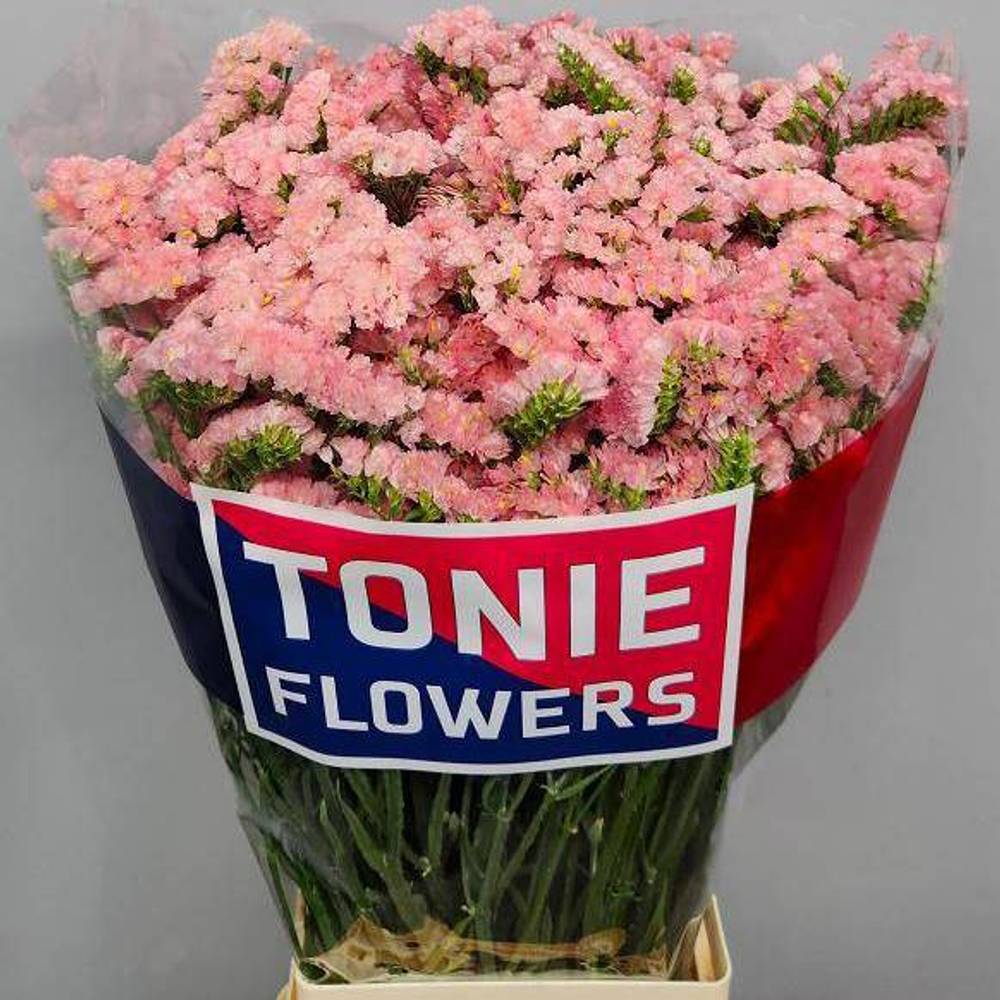 Statice lachs Emma Peach 30Gramm 70cm