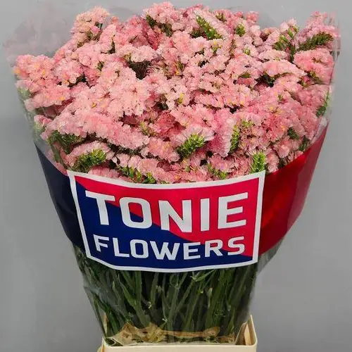 Statice lachs Emma Peach 30Gramm 70cm