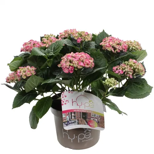Hortensie Curly rosa 10+ T23 H45