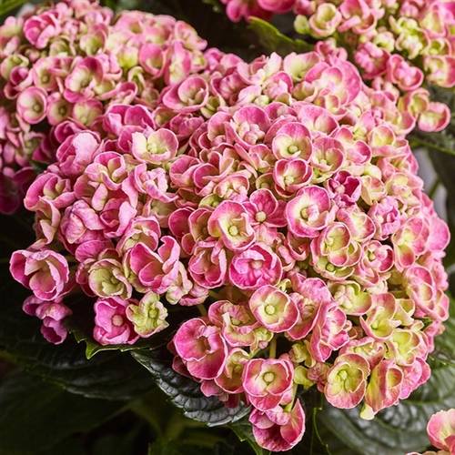 Hortensie Curly rosa 10+ T23 H45