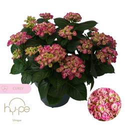 Hortensie Curly rosa 10+ T23 H45