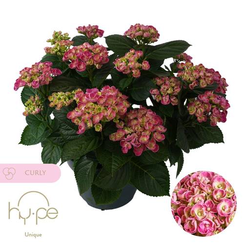 Hortensie Curly rosa 10+ T23 H45